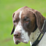 English pointer - pet photographs in Warwickshire