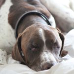 Pointer on bed - pet portraits Leamington Spa