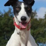 Beautiful lurcher - pet portraits leamington spa