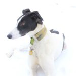 Lurcher in snow - pet portraits Leamington Spa