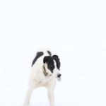 Lurcher in snow - pet portraits Leamington Spa