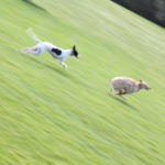 Belle running - pet portraits, Leamington Spa