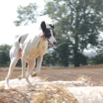 Lurcher running on hay bale - pet portraits