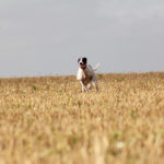 Lurcher running through golden hay