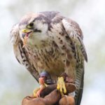 Falcon - pet portraits Leamington Spa