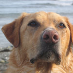 Humph sea - pet portraits