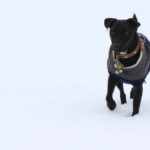 Patterdale in snow - pet portraits Leamington Spa