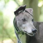 Pet portraits Leamington Spa