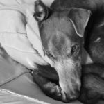 Black and white greyhound - pet portraits Leamington Spa