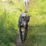 Lucas & Belle back to back - pet portraits Leamington Spa