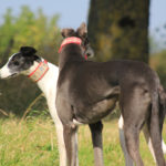 Two beautiful hounds - pet portraits Leamington Spa