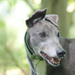 Pet portraits Leamington Spa