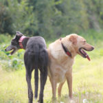 Lucas & Humphry - pet portraits