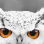 Eagle eyed owl - pet and animal portraits Leamington Spa