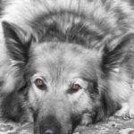 Pet portraits Leamington